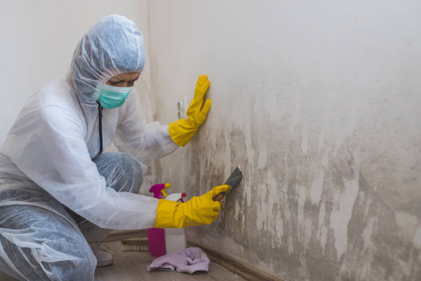 Best Post-Construction Mold Inspection  in Gonzalez, FL