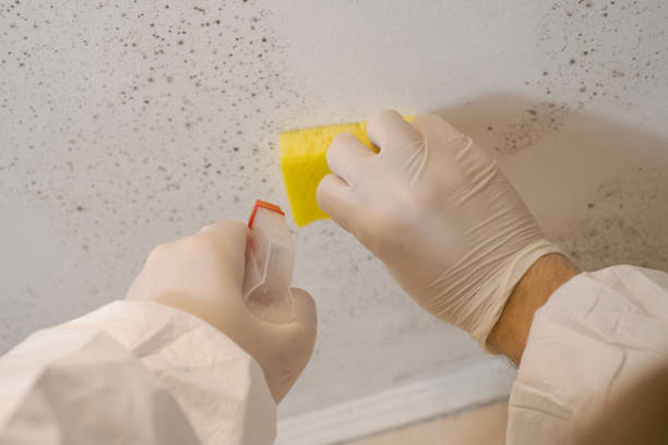 Best Post-Construction Mold Inspection  in Gonzalez, FL