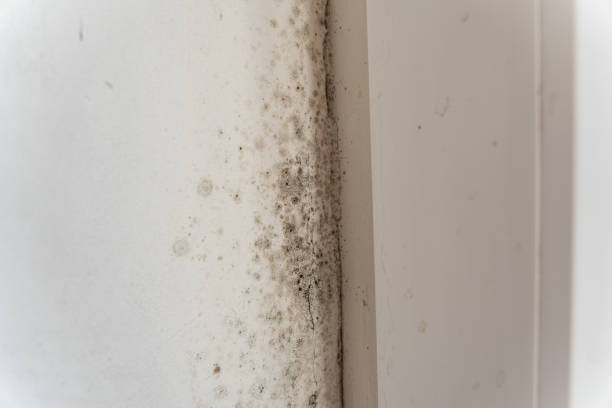 Best Black Mold Removal  in Gonzalez, FL