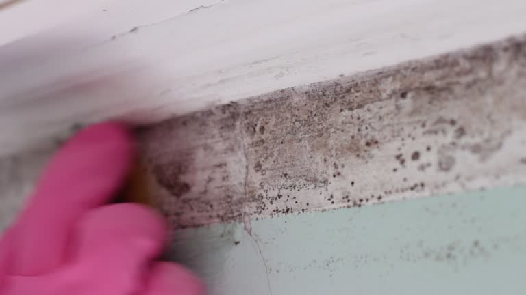 Best Industrial Mold Remediation  in Gonzalez, FL